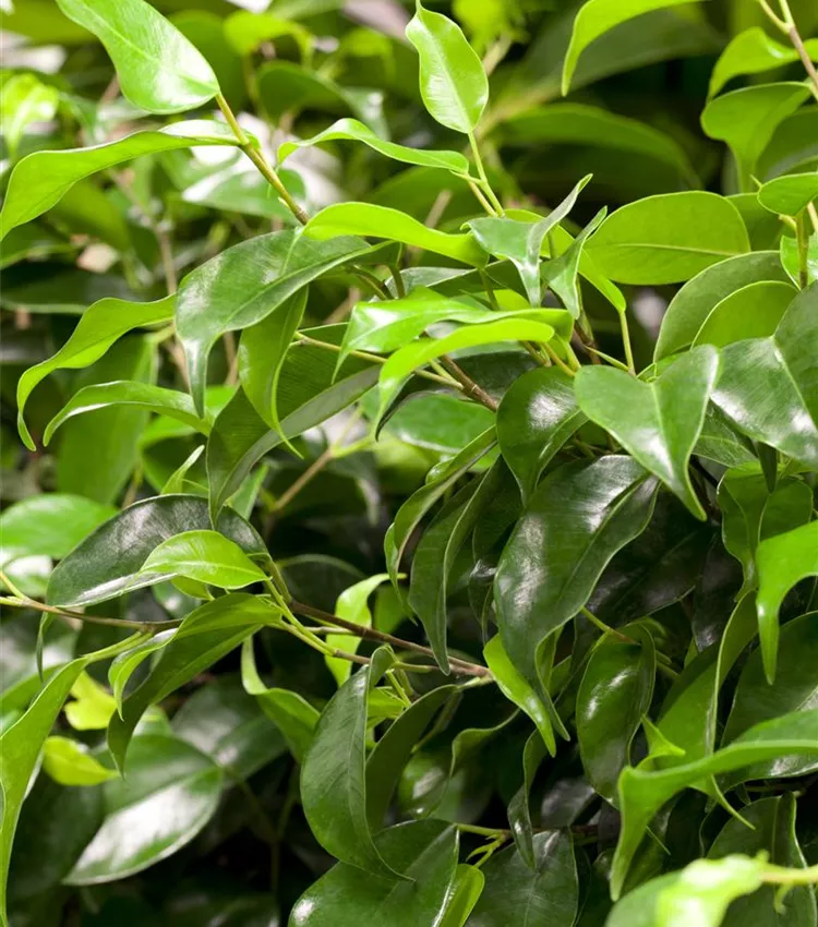 Exotenherz - figue qui pleure - ficus kinky - feuilles vertes