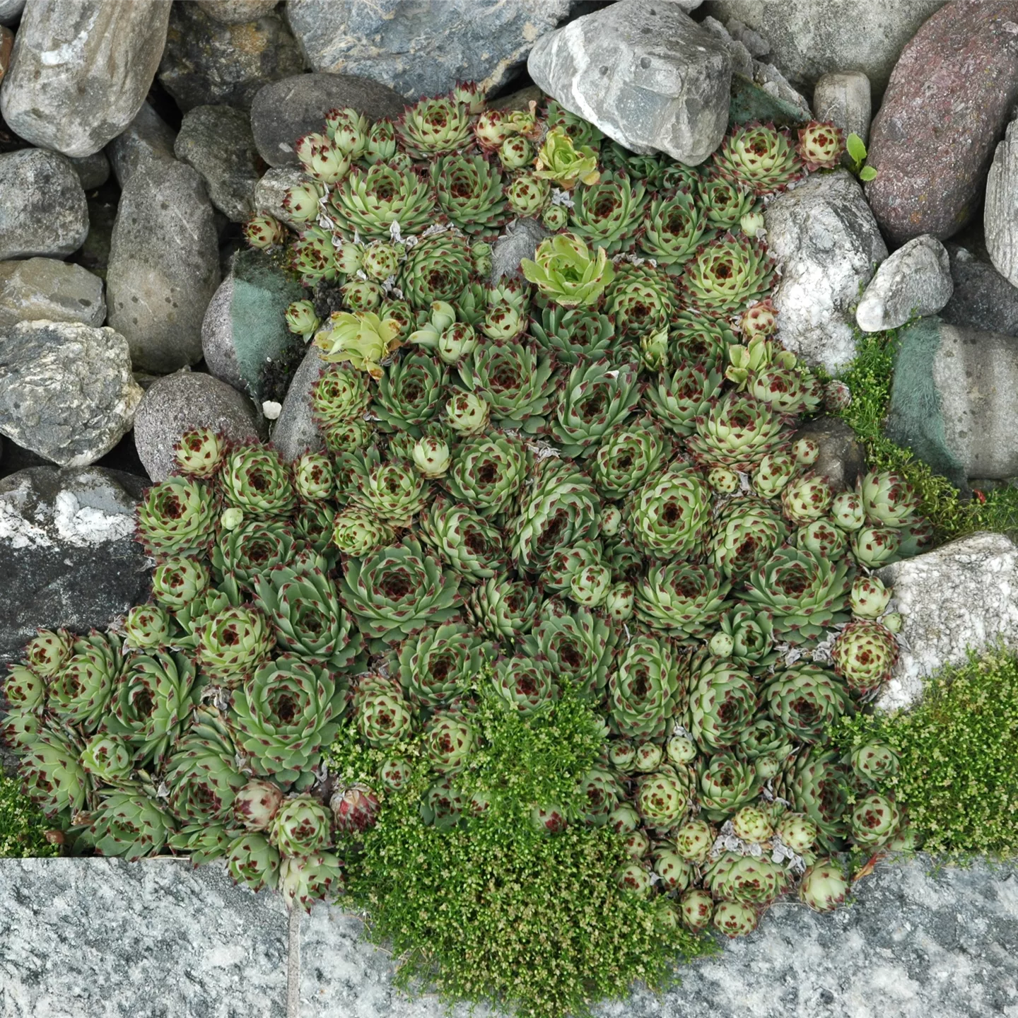 Sempervivum tectorum