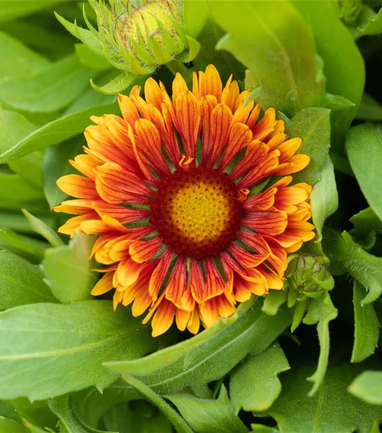 Spintop copper sun blanket flower deals