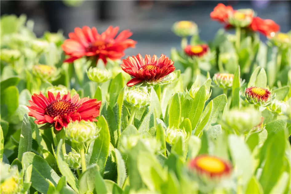 Gaillardia aristata spintop red deals