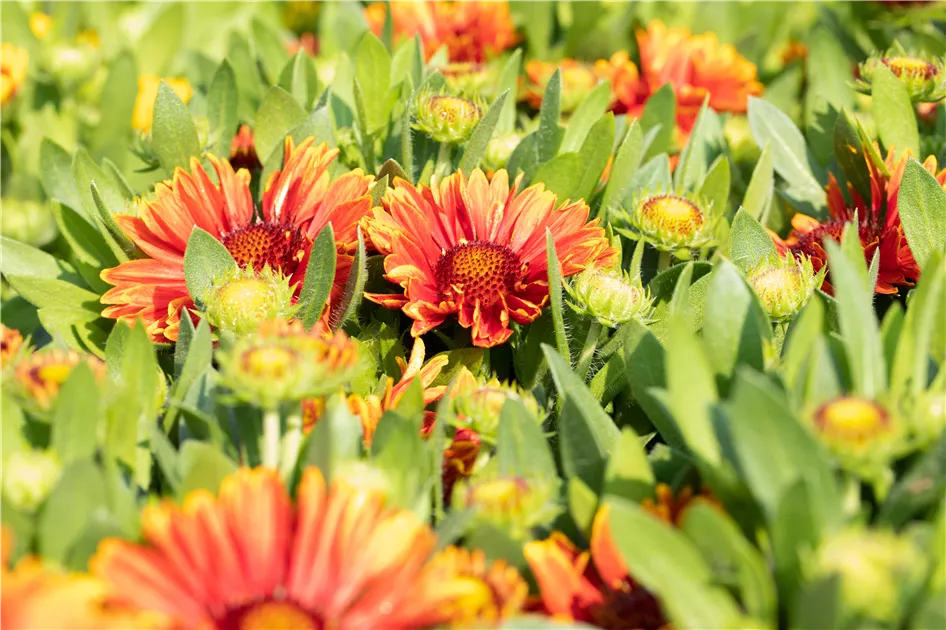 Gaillardia yellow touch hotsell