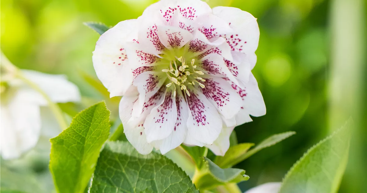 Helleborus orientalis 'Double Ellen Spotted', GartenLenzrose 'Double