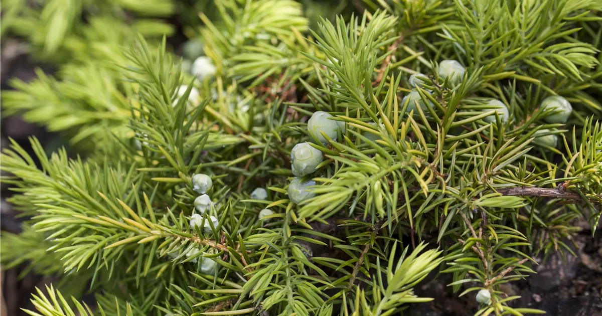 Juniperus rigida, Nadel-Wacholder | RICOTER Erdaufbereitung AG