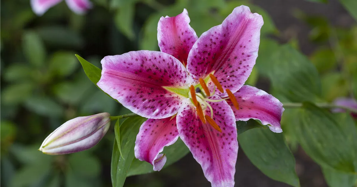 Lilium 'Stargazer', Orientalische Lilie 'Stargazer' RICOTER