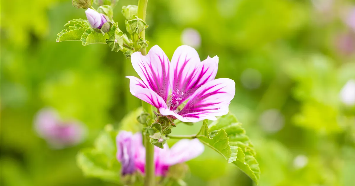Magic Garden Seeds Bio Gartenmalve 'Zebrina' Samen – Ca. 150 Samenfeste Samen, Streifig Gemusterte Rosa Blüten