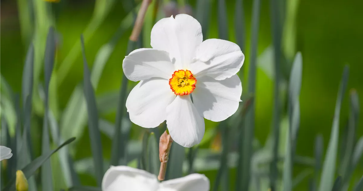 Narcissus poeticus 'Actaea', GartenDichterNarzisse 'Actaea' RICOTER