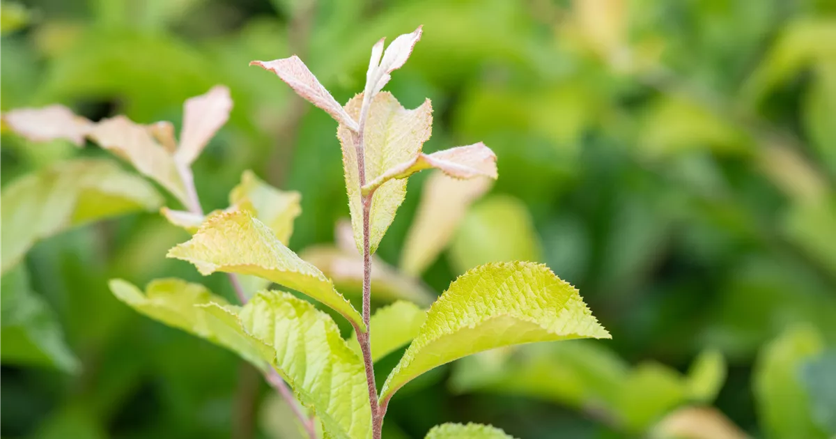 Photinia villosa, Glanzblattmispel RICOTER Erdaufbereitung AG