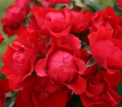 Rosa 'Black Forest Rose'®