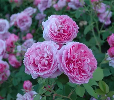 Rosa borbonica
