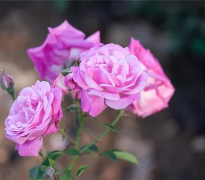 Rosa borbonica 'Hermosa'