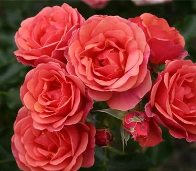 Rosa 'Mandarin'®