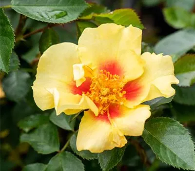 Rosa persica