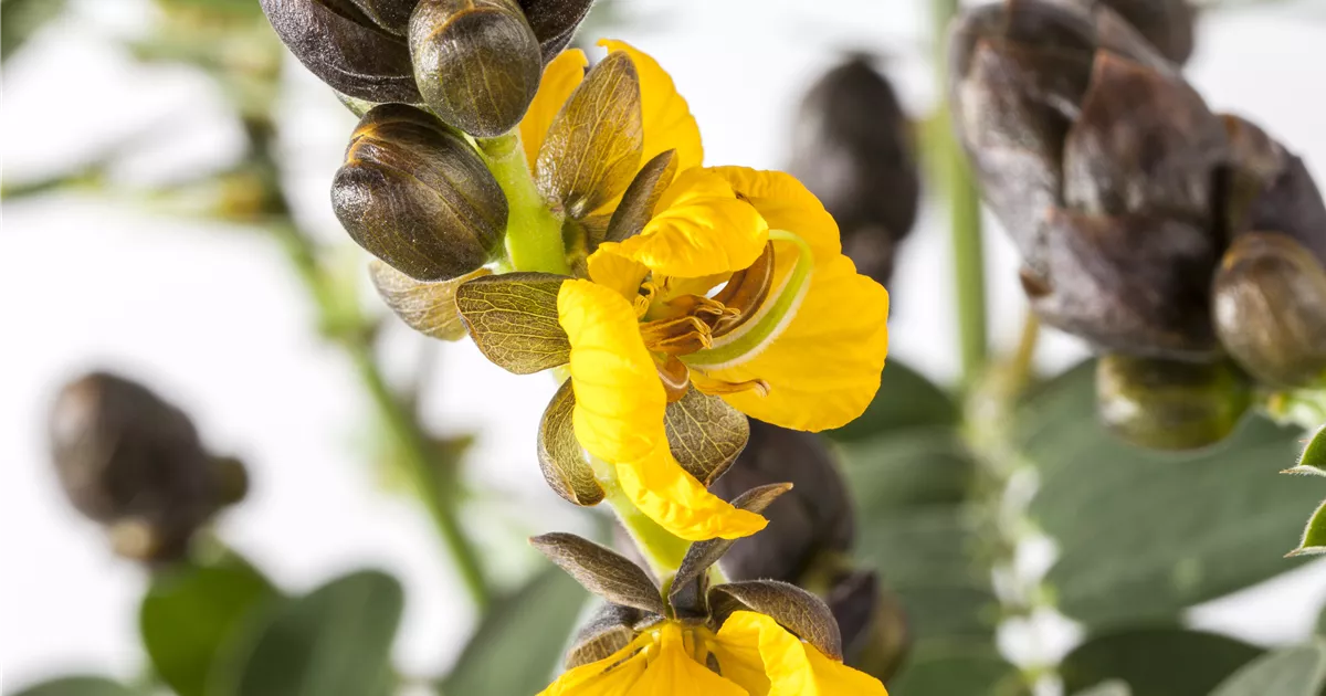 Senna didymobotrya, Geflügelte Senna RICOTER Erdaufbereitung AG
