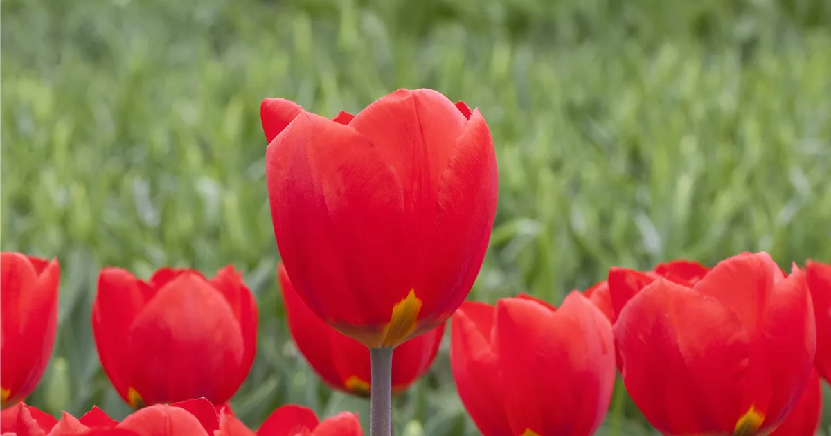 Tulipa Red Ranger Tulipa 'Red Flair', Tulpe 'Red Flair' | RICOTER Erdaufbereitung AG