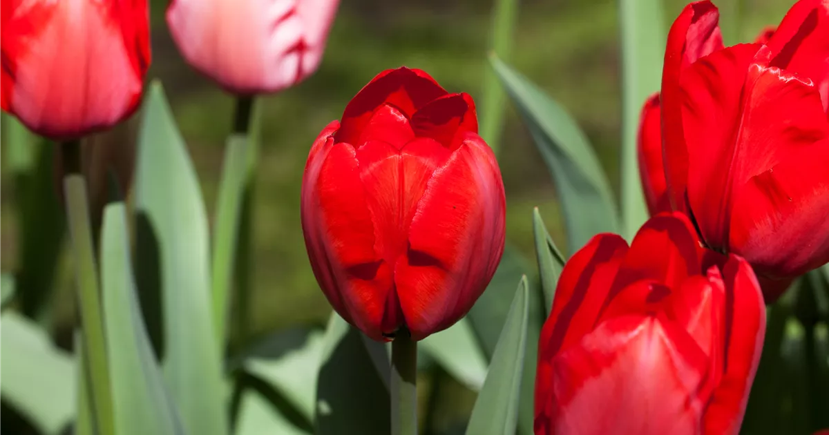 Tulipa Red Ranger Tulipa 'Red Impression', Tulpe 'Red Impression' | RICOTER ...