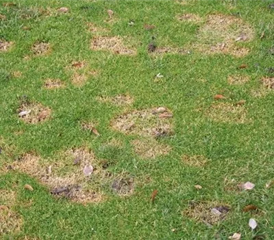 Absterbeerscheinungen am Rasen