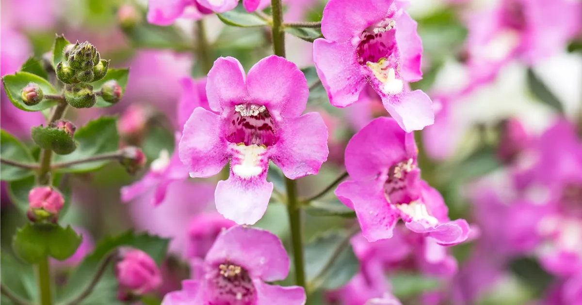 Angelonia angustifolia 'Alonia™ Pink Flirt', Angelonie 'Alonia™ Pink ...