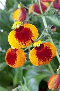 Calynopsis Calceolaria calynopsis, Pantoffelblume | RICOTER Erdaufbereitung AG