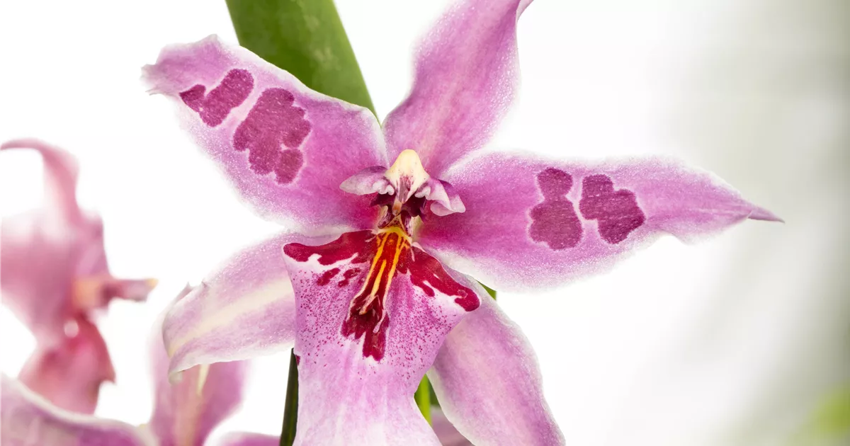 Beallara 'Morning Joy', BeallaraOrchidee 'Morning Joy' RICOTER