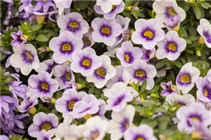 Calibrachoa 'Calitastic™ Ice Blue', Zauberglöckchen 'Calitastic™ Ice ...