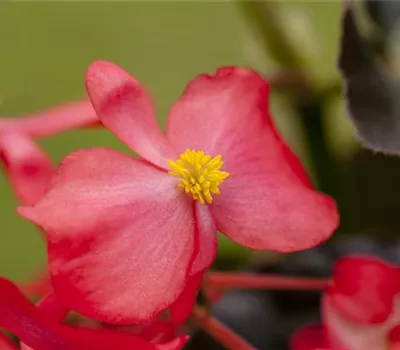 Begonia x benariensis 'BIG® 3-er Mischung'