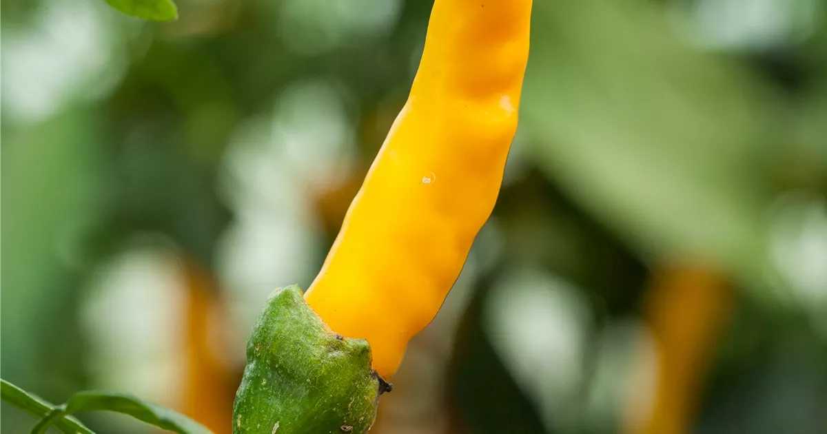 Capsicum baccatum 'Lemon Drop', Zitronen-Chili | RICOTER Erdaufbereitung AG