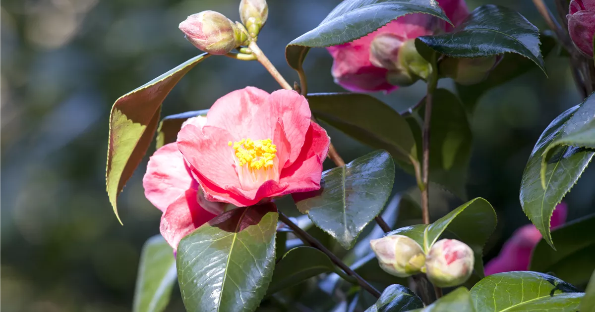 Camellia japonica 'Spring´s Promise', Kamelie 'Spring’s Promise