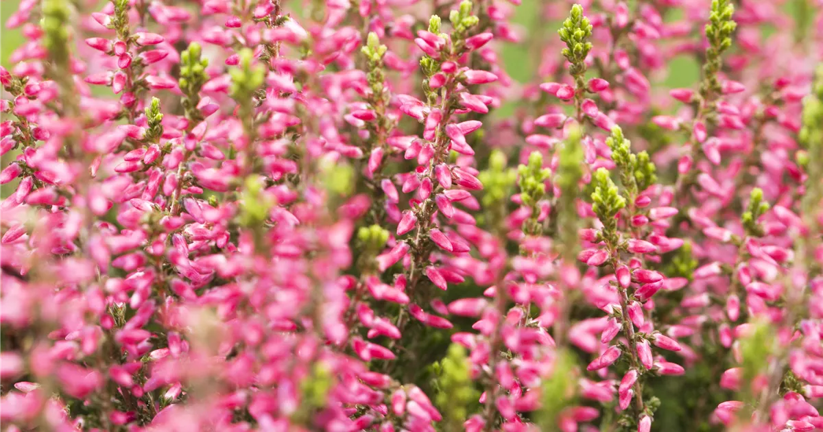 Calluna vulgaris Gardengirls® 'Katja', Winterharte Knospenheide