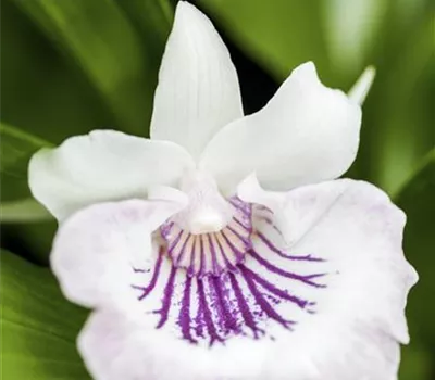Cochleanthes amazonica