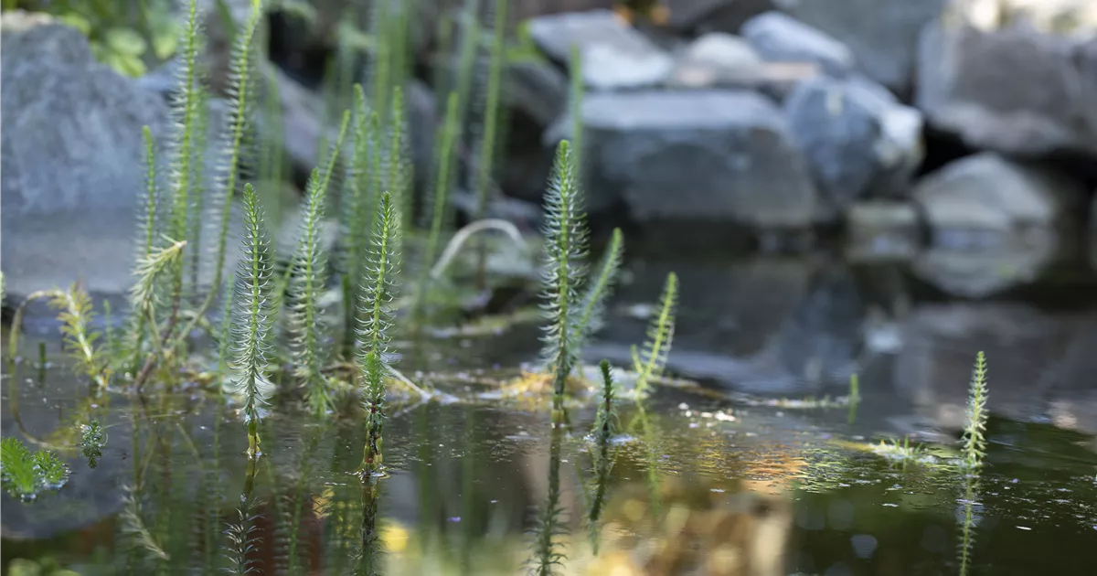 Equisetum fluviatile, TeichSchachtelhalm RICOTER Erdaufbereitung AG