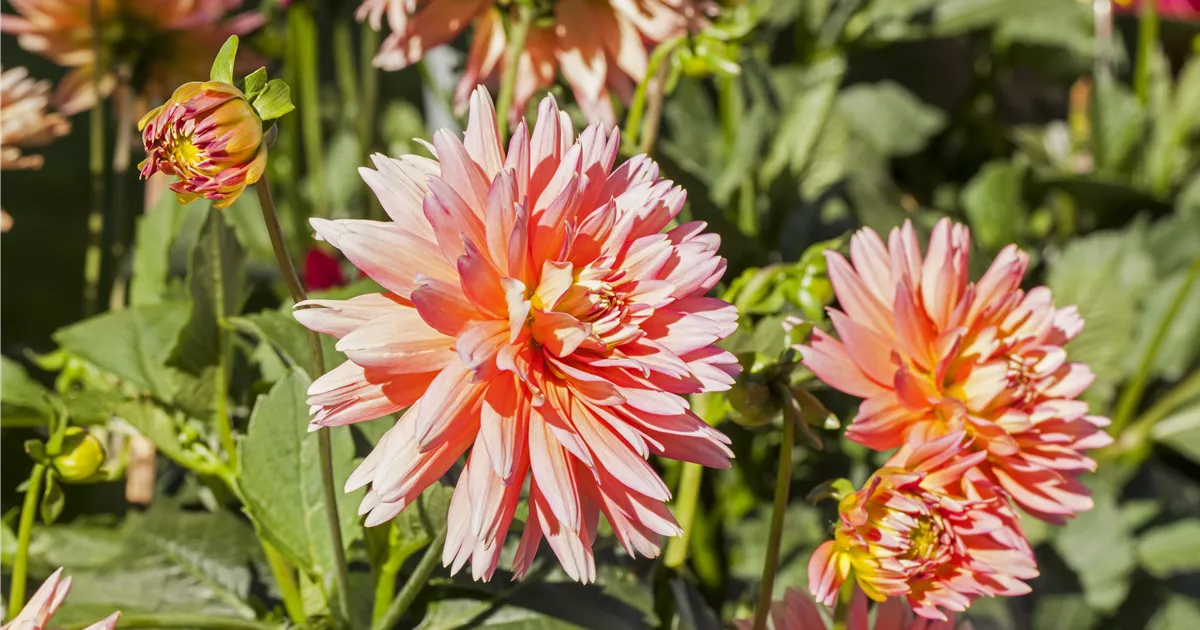Dahlia 'XXL® Sunset', Dahlie 'XXL® Sunset' RICOTER Erdaufbereitung AG