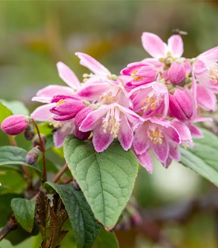 Deutzia 'Tourbillon Rouge'
