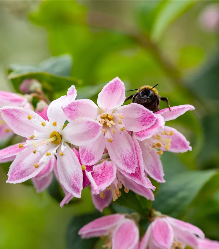 Deutzia 'Tourbillon Rouge'