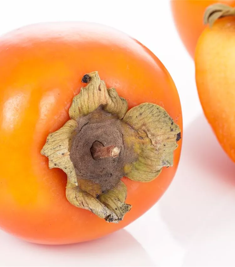 Scharonfrucht