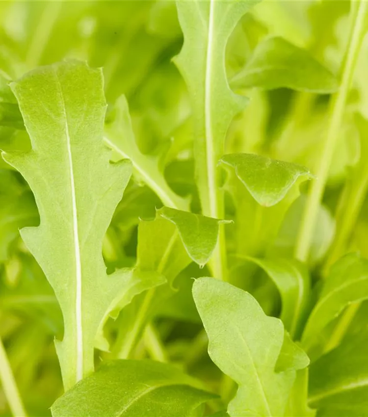 Roquette sauvage