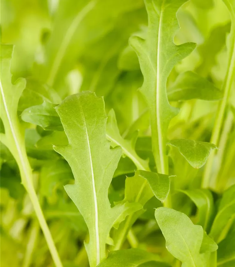 Roquette sauvage