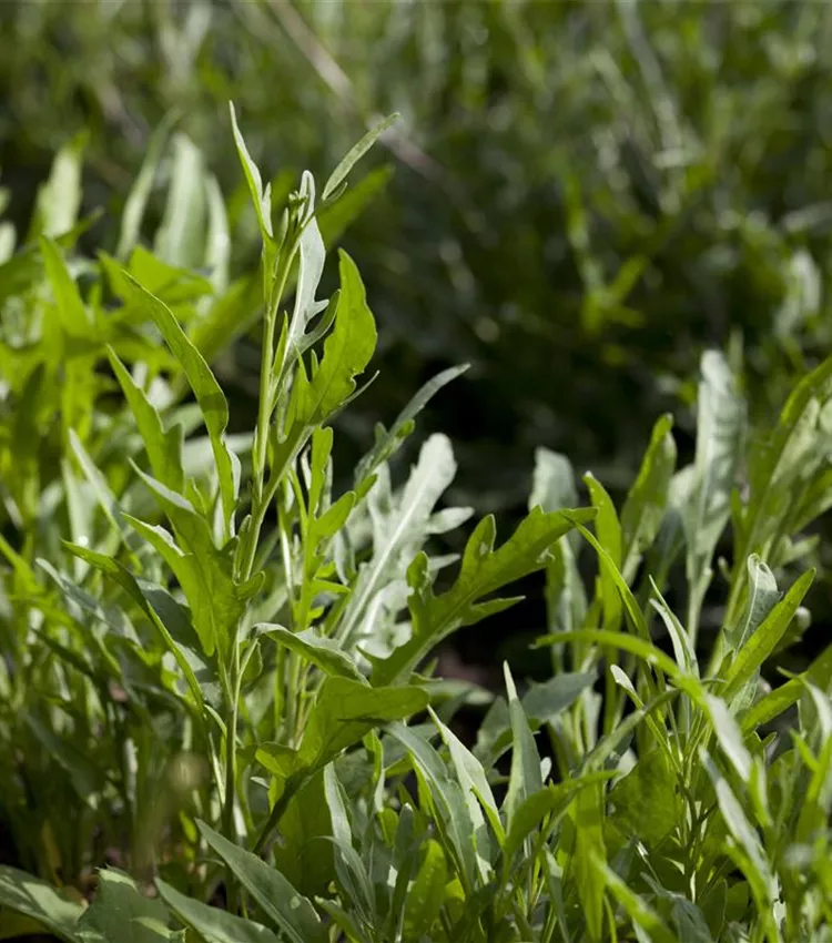 Roquette sauvage