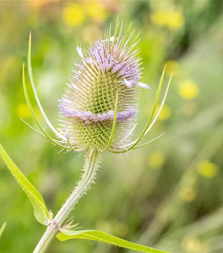 Wilde Karde