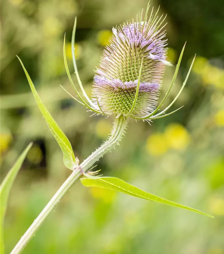 Wilde Karde