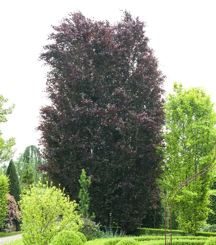 glanzmispel red robin stamm Glanzmispel 'Red Robin', Stamm / Photinia fraseri 'Red Robin', Stamm online  kaufen main image 0