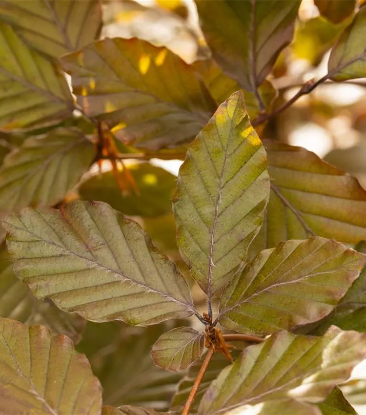 Fagus sylvatica 'Purpurea', Blutbuche | RICOTER Erdaufbereitung AG