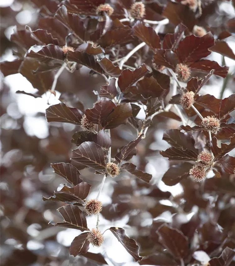 Fagus sylvatica 'Purpurea Latifolia', Blut-Buche 'Purpurea Latifolia' |  RICOTER Erdaufbereitung AG