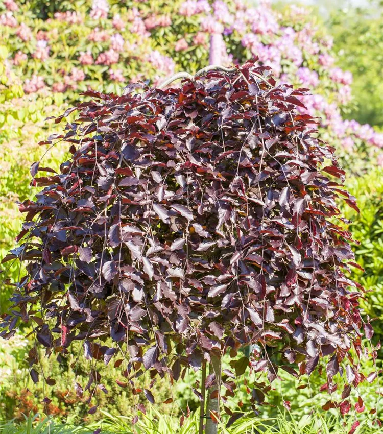 Fagus sylvatica 'Purpurea Pendula', Schwarzrote Hngebuche 'Purpurea  Pendula' | RICOTER Erdaufbereitung AG