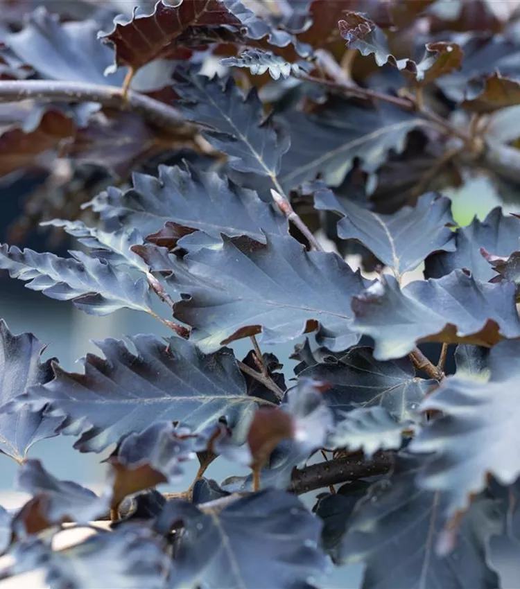 Fagus sylvatica 'Rohan Weeping', Rotbuche 'Rohan Weeping' | RICOTER  Erdaufbereitung AG