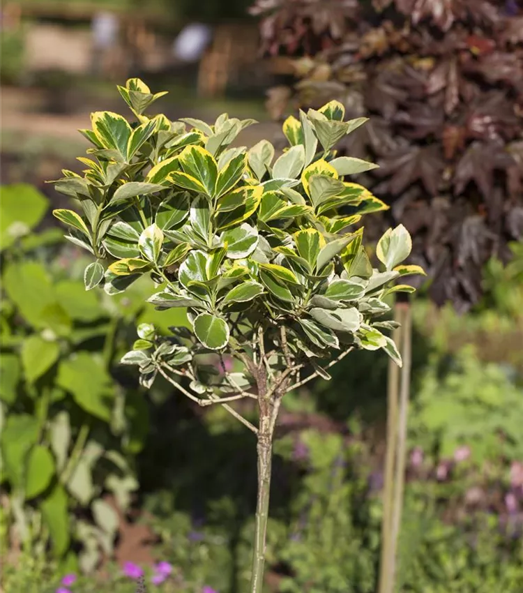 Japanspindel 'Compactus Albomarginatus'