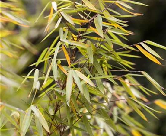 Fargesia 'Jiuzhaigou 1'