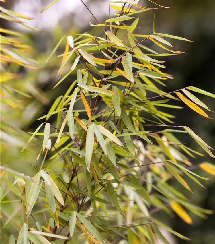 fargesia murielae sonnenschein Bambus China Rohrgras Sonnenschein main image 0