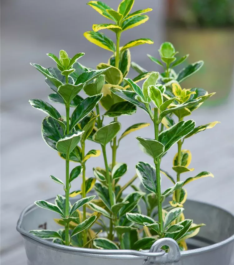 Euonymus japonicus 'Twins', Buntlaubige Japanspindel 'Twins' | RICOTER  Erdaufbereitung AG