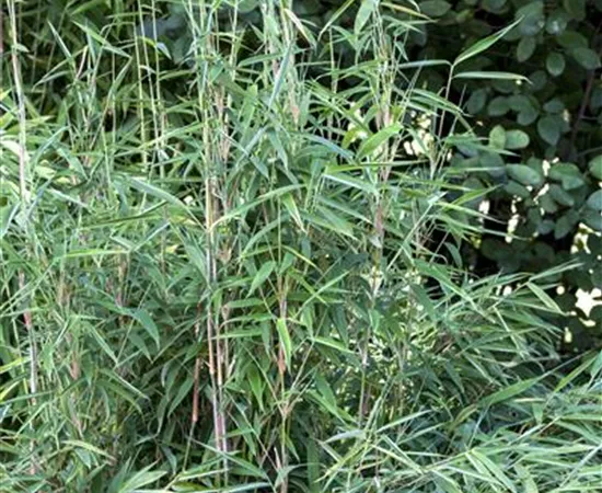 Fargesia murielae 'Blue Lizard'®(s)