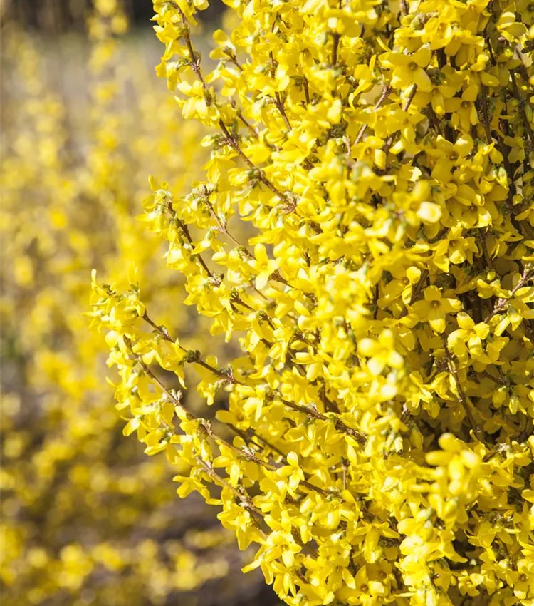 Mimosa de Paris 'Week End'